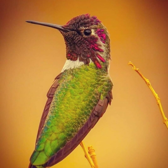 Meet your Posher Ambassador, Myesha - Picture 2 of 5